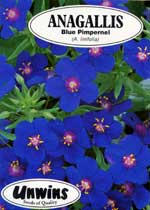 Blue Pimpernel